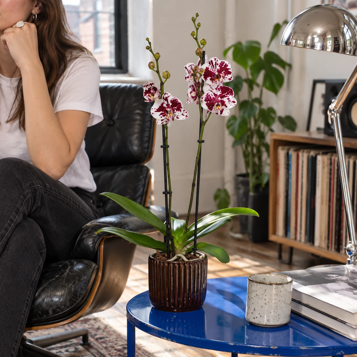 Phalaenopsis de dos ramas